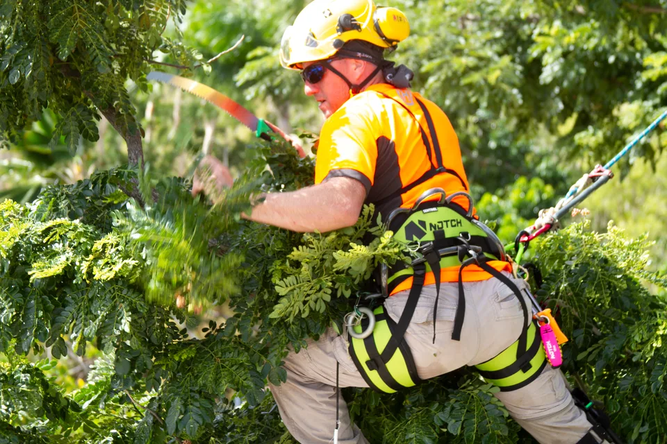 Baumpfleger im Baum bei der Arbeit mit einer Handsäge.