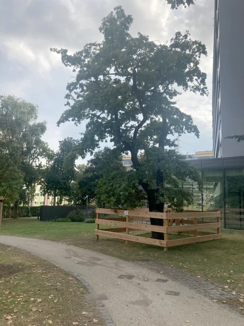 Alte Eiche in Frankfurt als Symbolbild für Baumerhalt und Pflegeplanung.