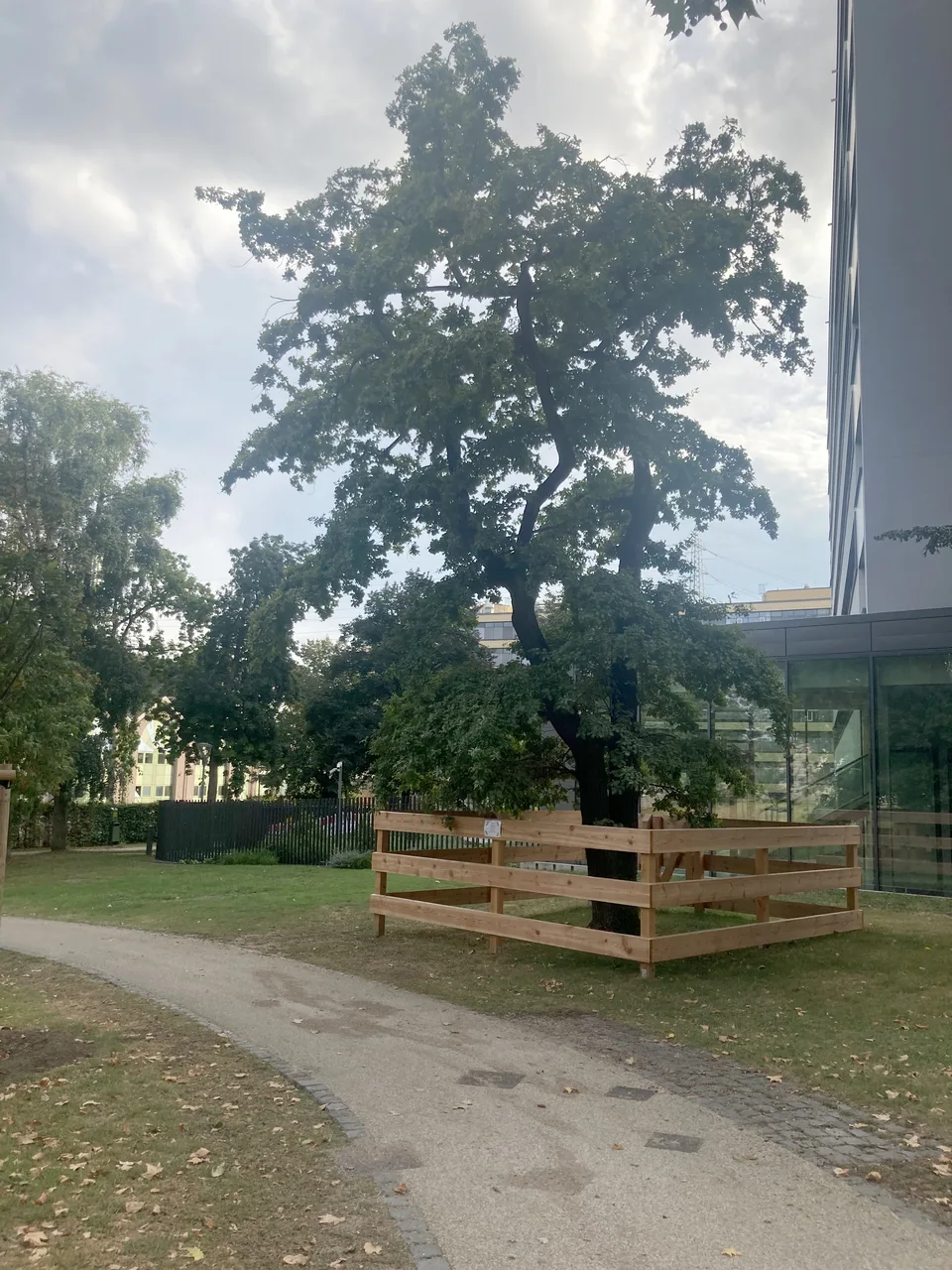 Alte Eiche in Frankfurt als Symbolbild für Baumerhalt und Pflegeplanung.
