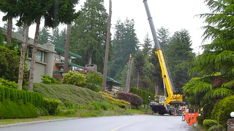 Krangestützte Baumabtragung in West Vancouver.