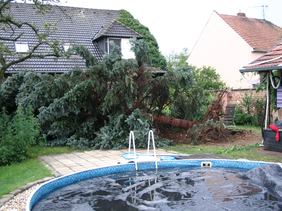 Umgestürzte Fichte nach einem Sturm in einem Garten.
