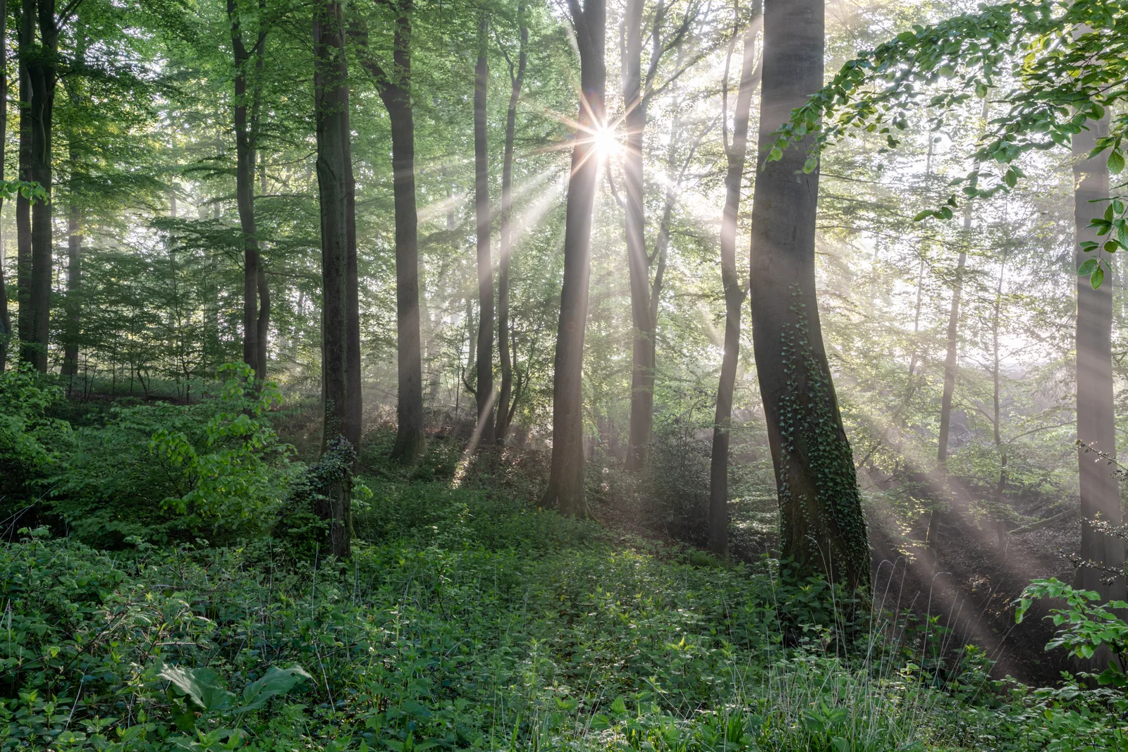 Naturnaher Laubwald im Roruper Holz bei Dülmen.
