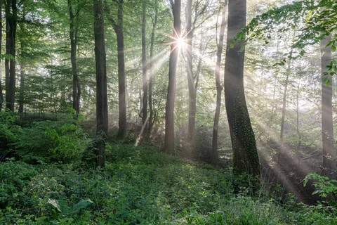 Naturnaher Laubwald im Roruper Holz bei Dülmen.